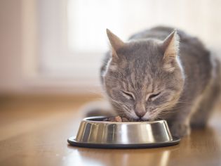 猫从碗里吃东西