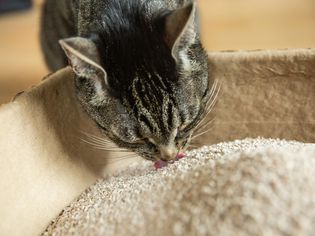 棕色和黑色的猫从猫砂盒吃