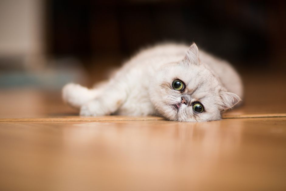 异国短毛猫在地板上休息