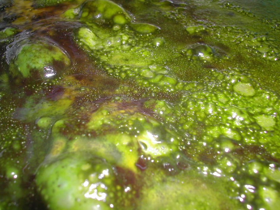黏液藻类