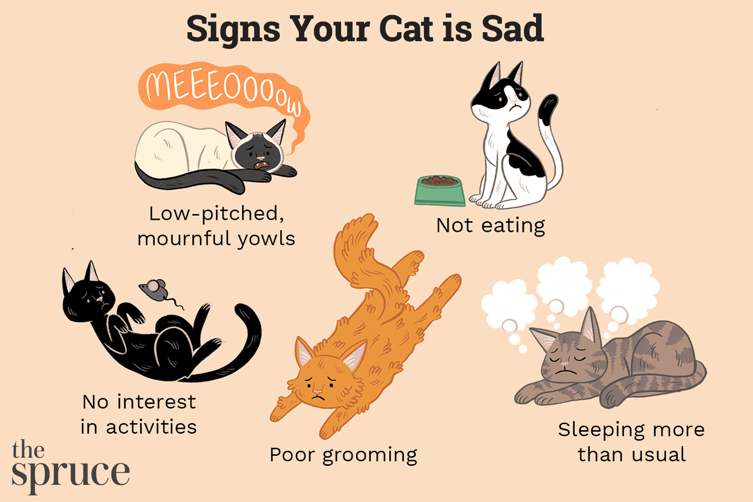 你的猫悲伤的迹象