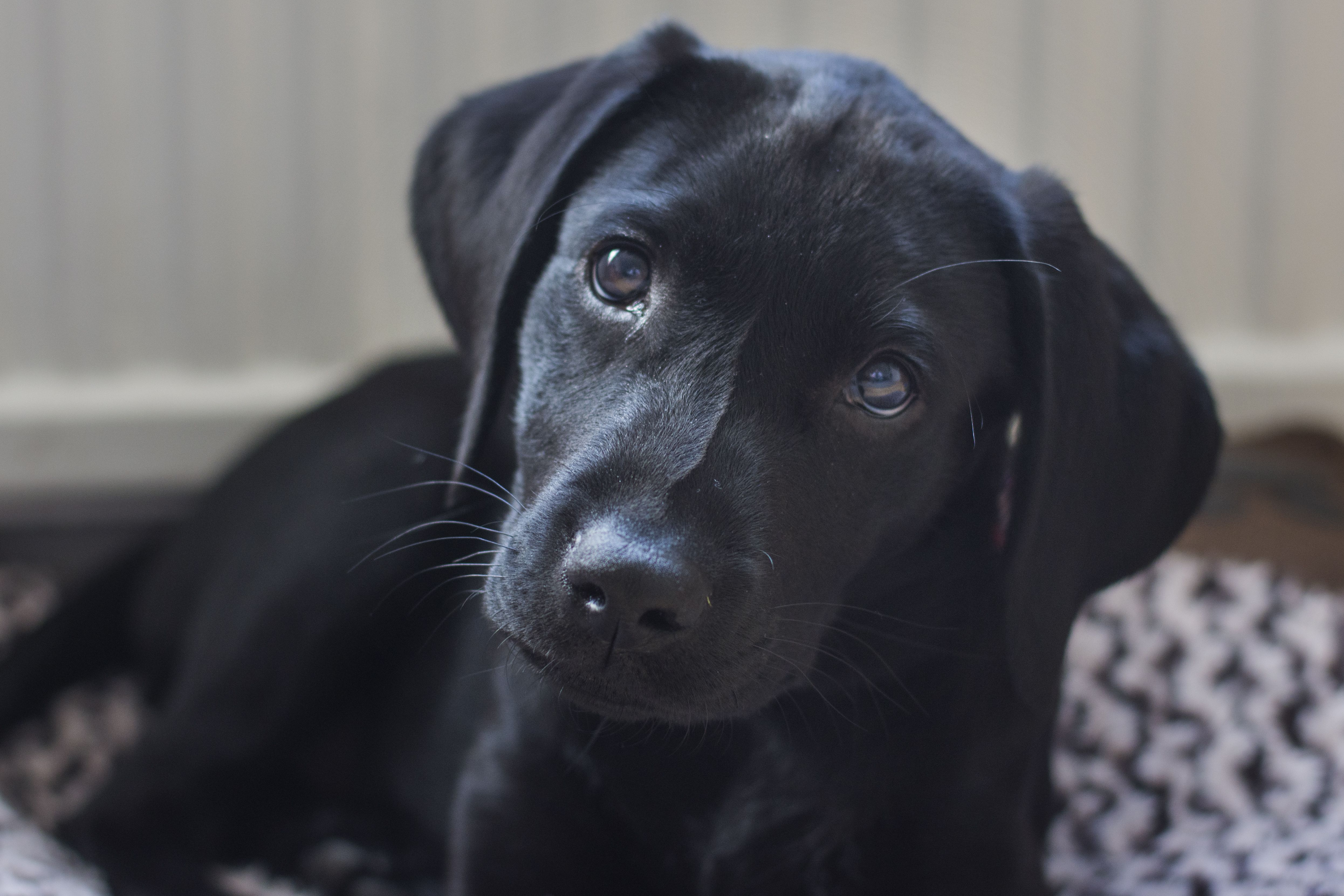 黑色拉布拉多猎犬