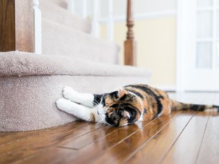 猫在地毯地板上抓挠指甲楼梯楼梯里面的室内房子，破坏它的家