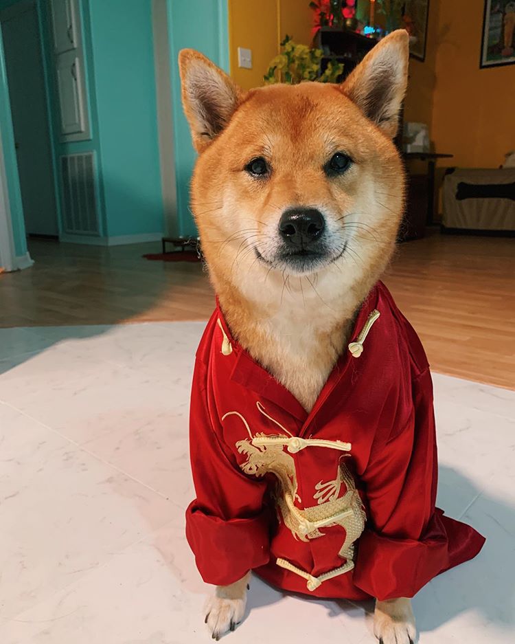 一只穿着红色卫衣的黄褐色柴犬坐在地板上。
