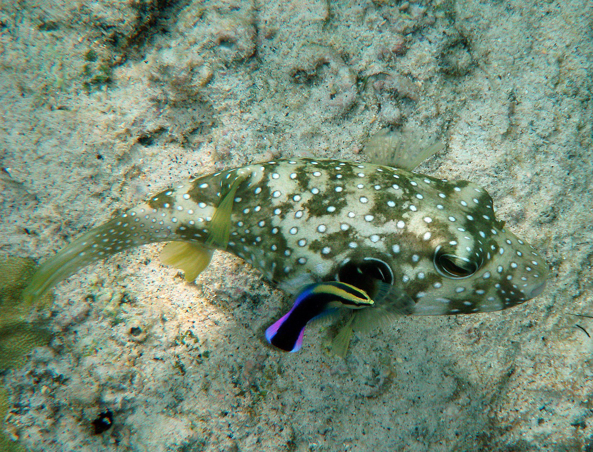夏威夷清濑鱼(Labroides phthirophagus)正在为白斑河豚清洗。