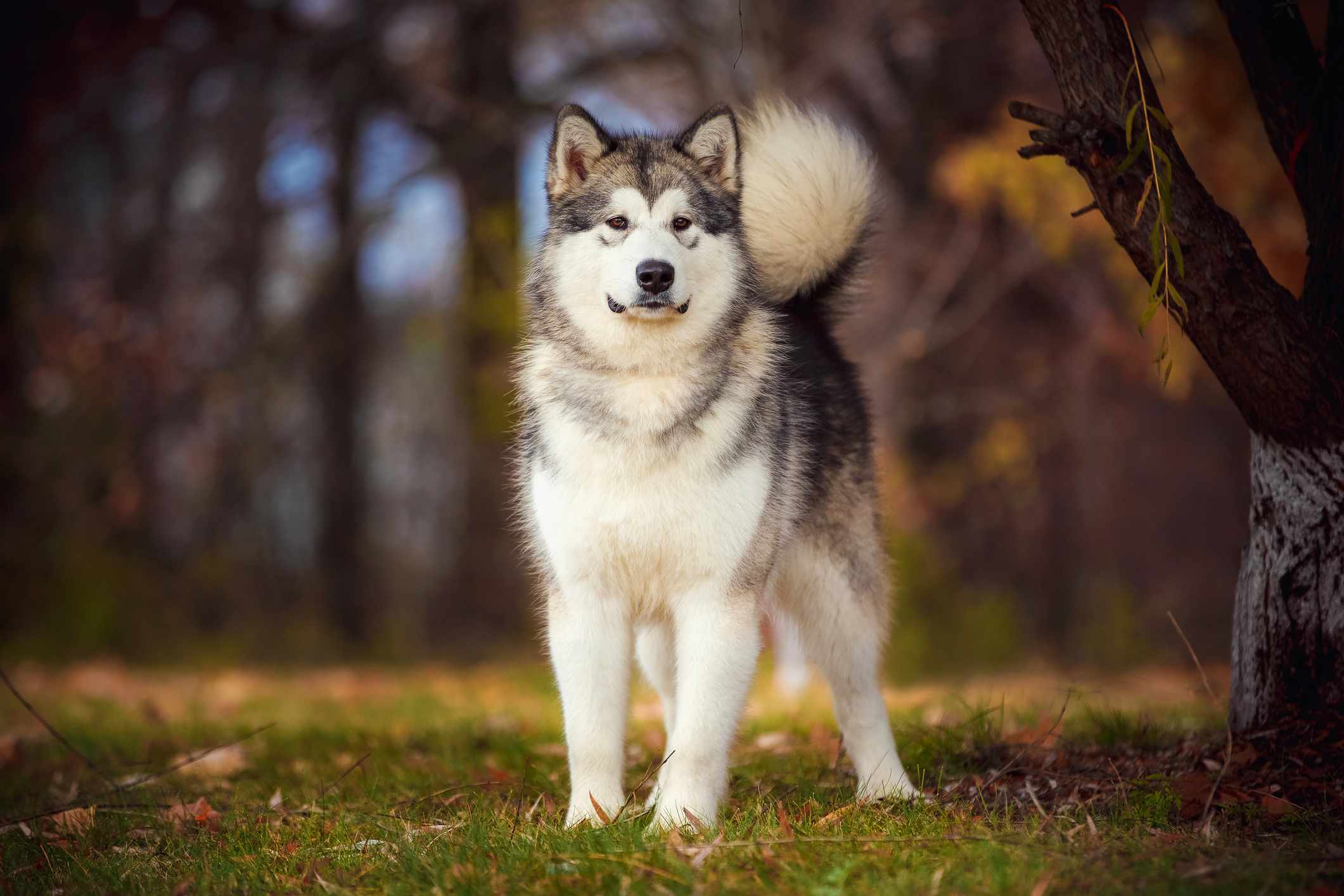 站在草地上的阿拉斯加雪橇犬