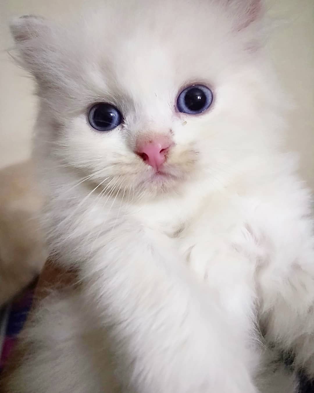白色的猫