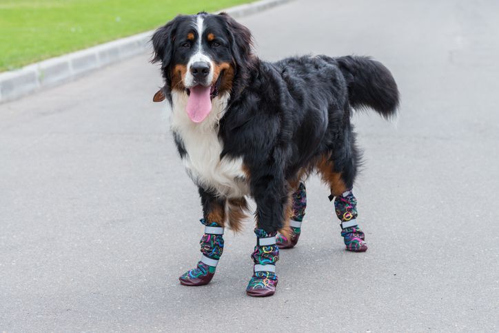 Bernese mountain dog wearing protective booties