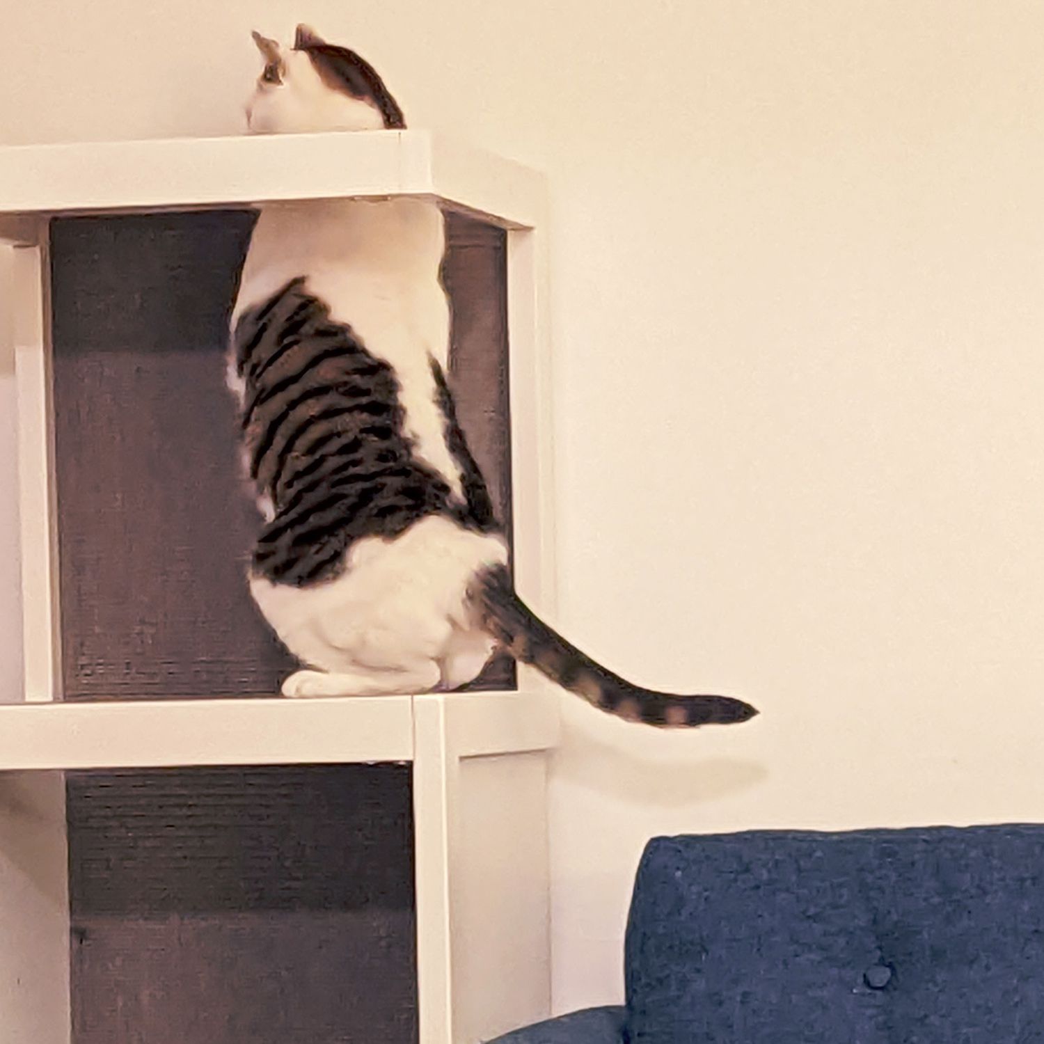 Cat standing on its hind legs sticking its head through top of Whisker Cat Tower