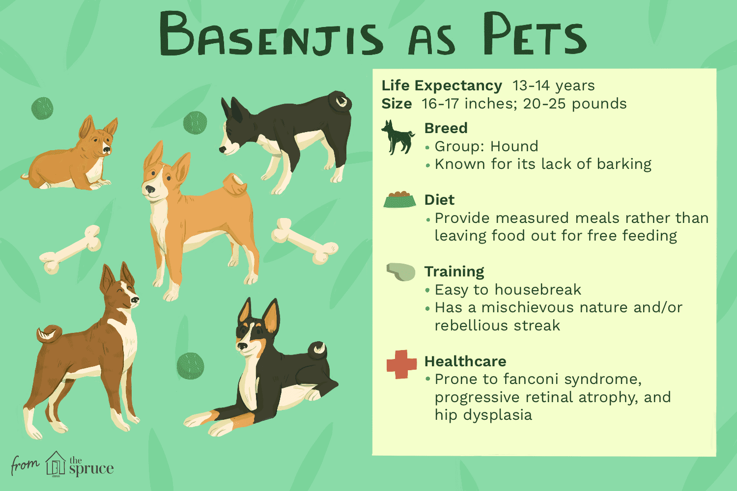 Basenjis作为宠物的插图