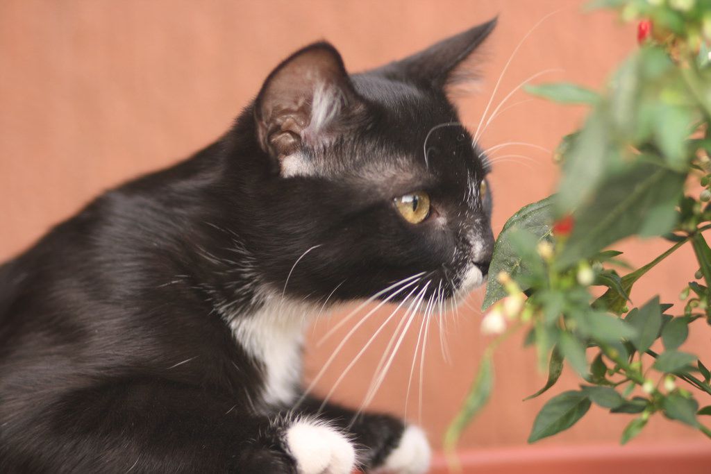 猫闻花
