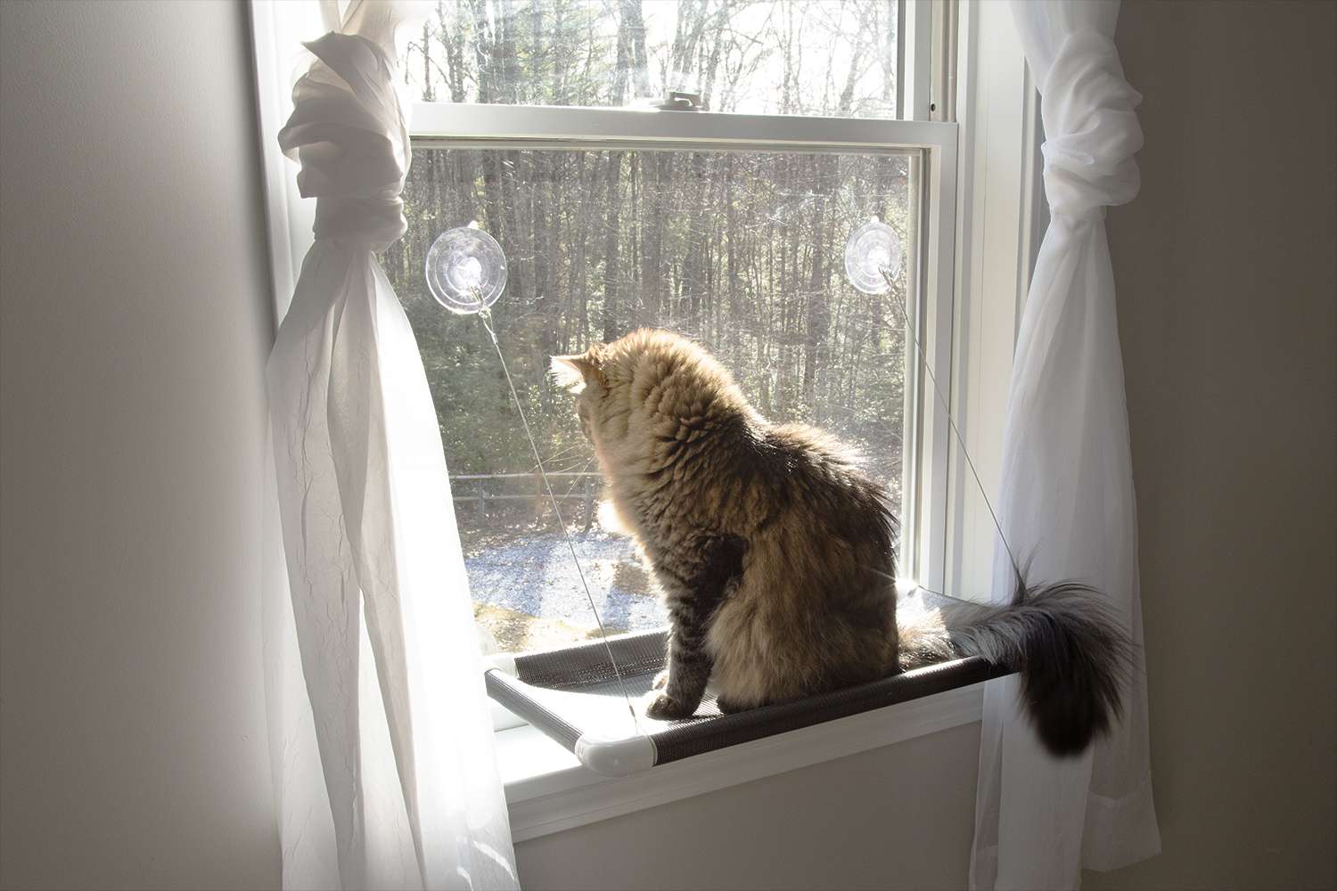 猫咪床原世界上最好的猫栖