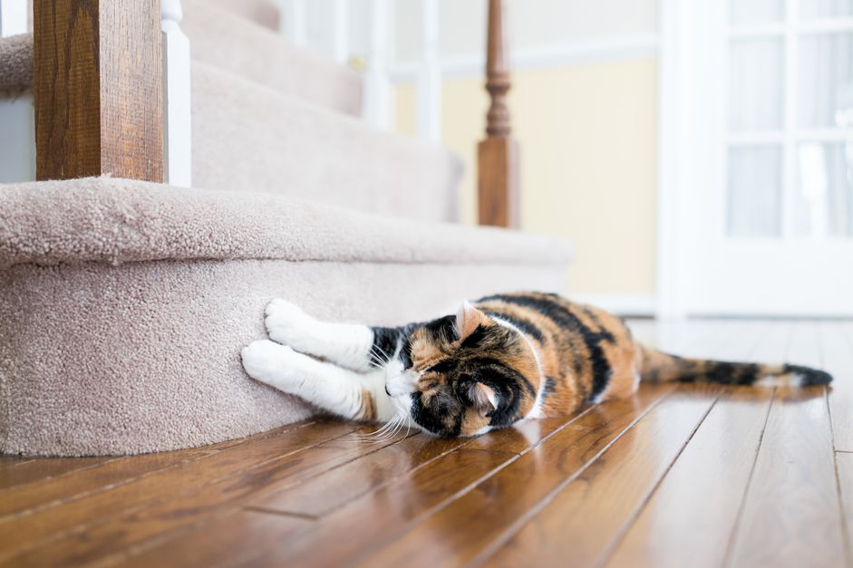 猫在地毯地板上抓挠指甲楼梯楼梯里面的室内房子，破坏它的家