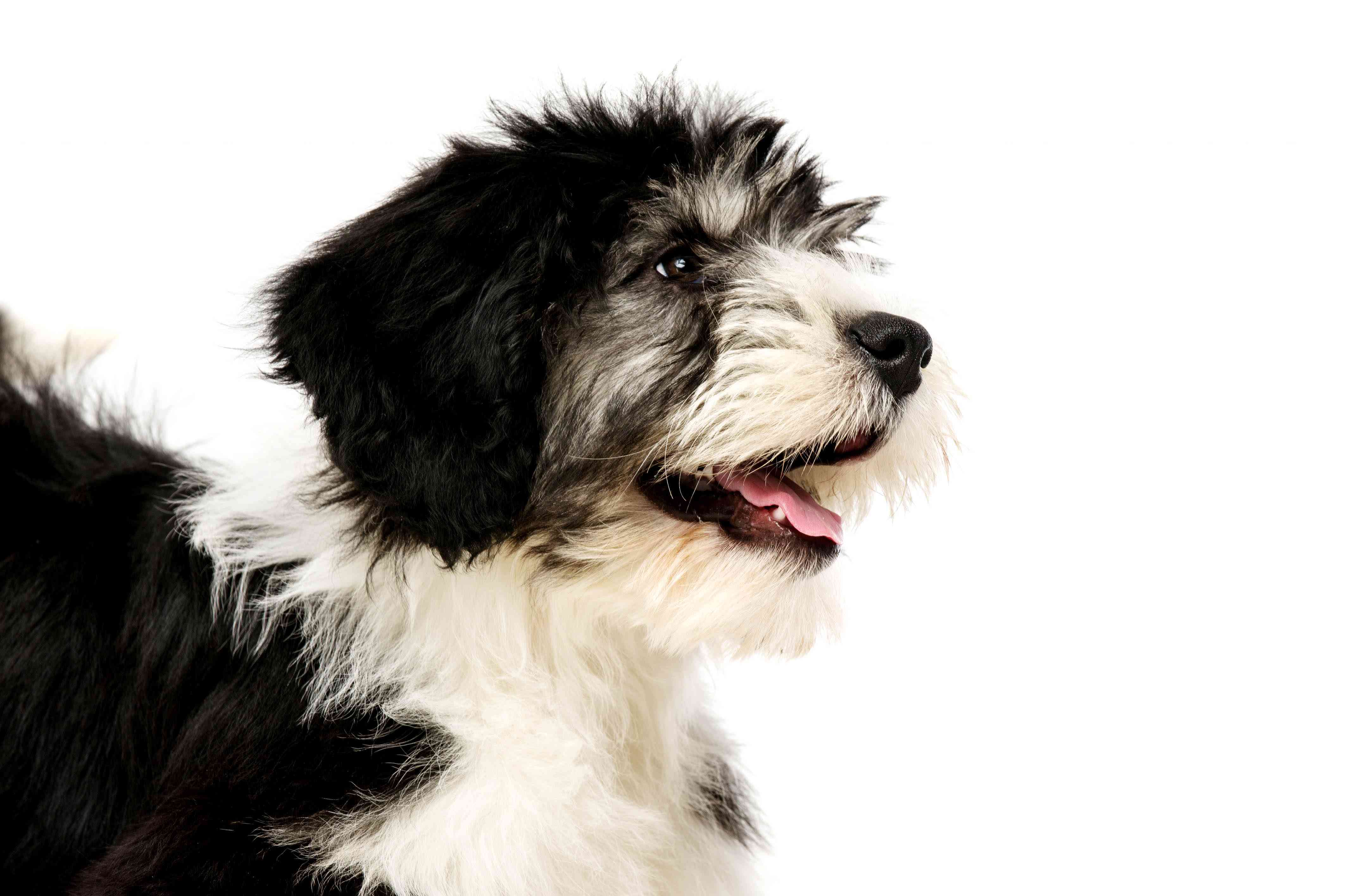 孤立在白色背景上的波兰低地牧羊犬