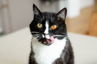 黑白相间的猫，舌头舔上颚