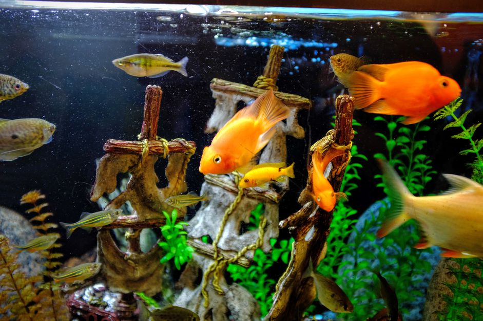 水族馆水族馆