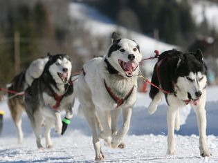 阿拉斯加雪橇犬系着挽具奔跑