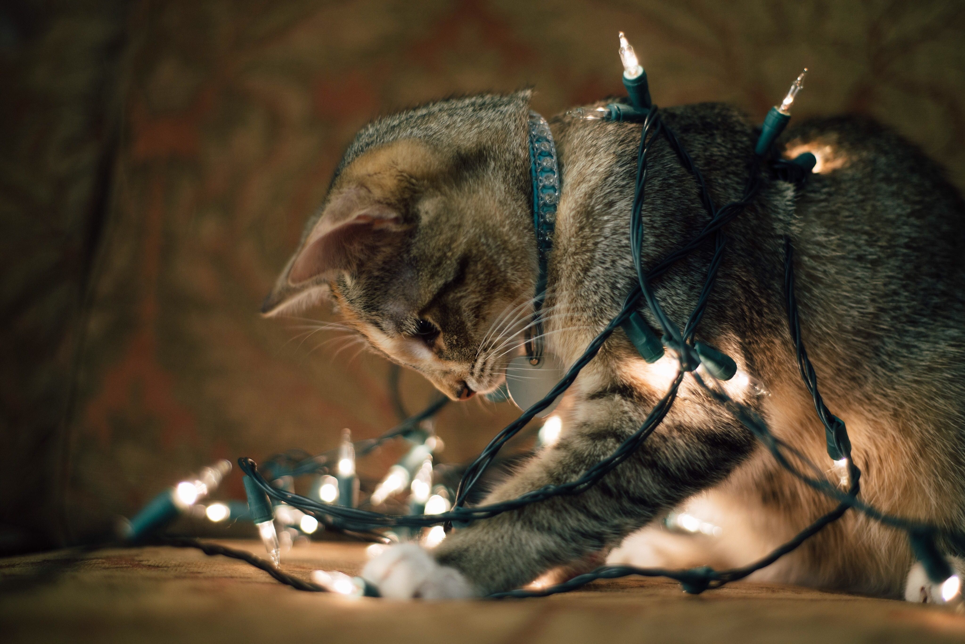 猫玩线灯