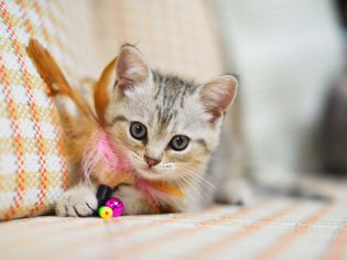 带玩具的小猫