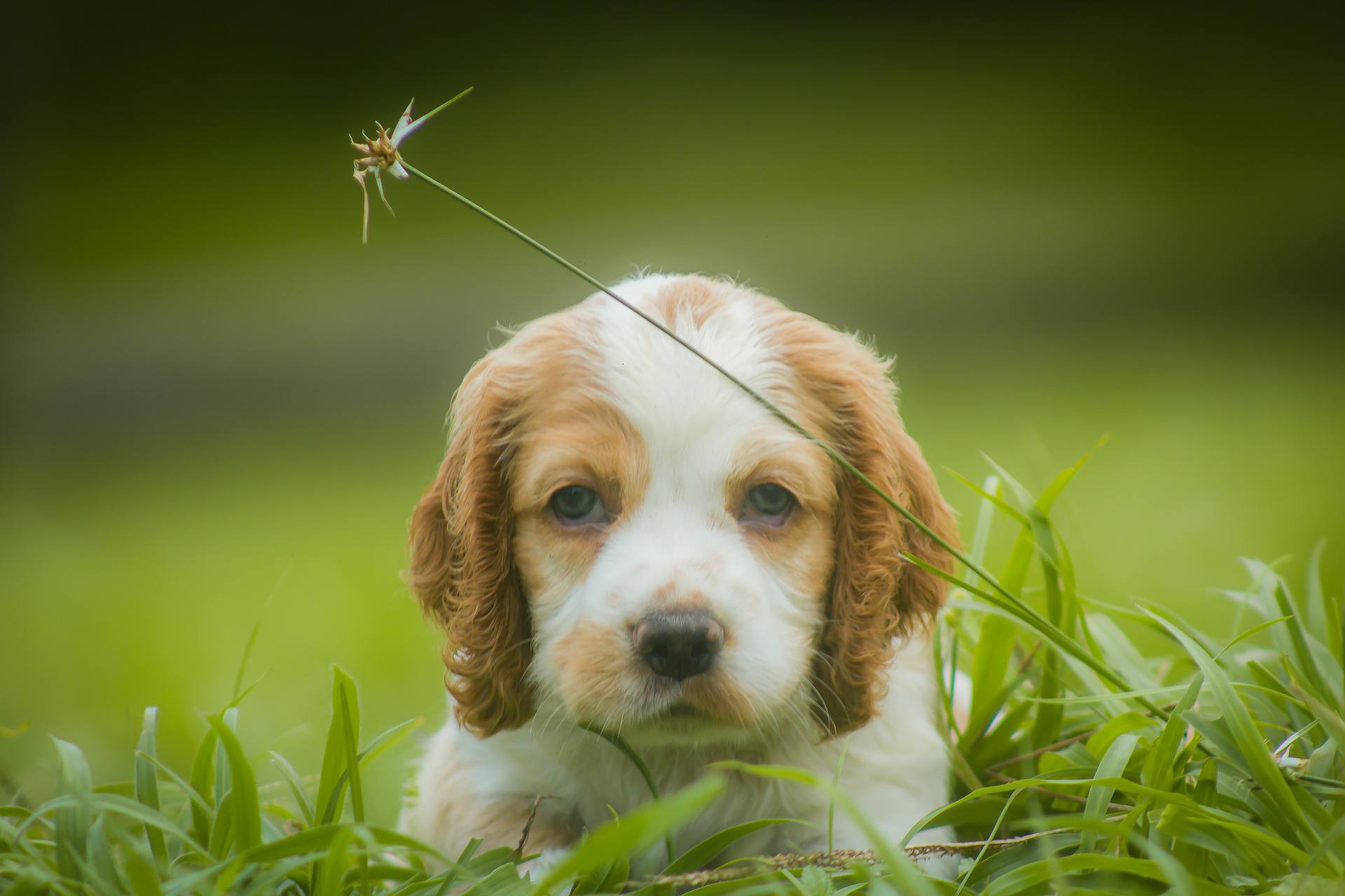 一只可卡犬看着镜头。