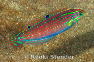 雌性华丽濑鱼(Halichoeres ornatissimus)