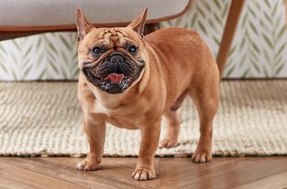 一只喘气的法国斗牛犬