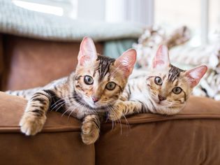 室内皮沙发上的孟加拉小猫