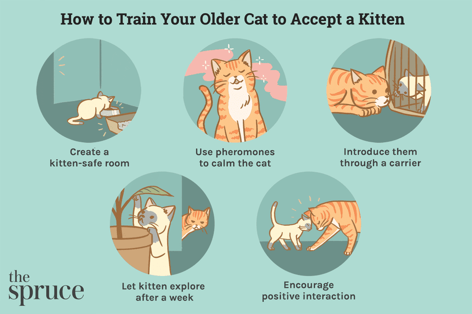 插图介绍小猫和年长的猫