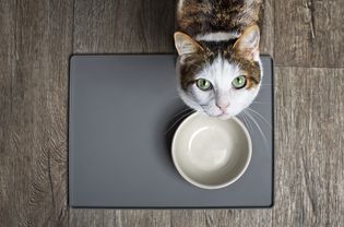 这只白玳瑁色的猫看着她的饭碗，抬头看着镜头