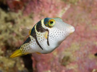 黑鞍托比(Canthigaster valentini)
