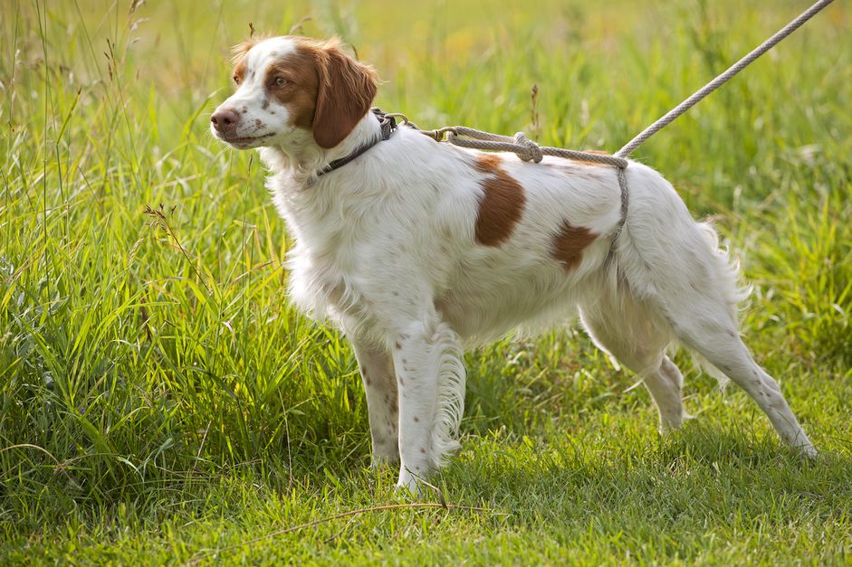 站侧侧面的布列塔尼猎犬在草地上