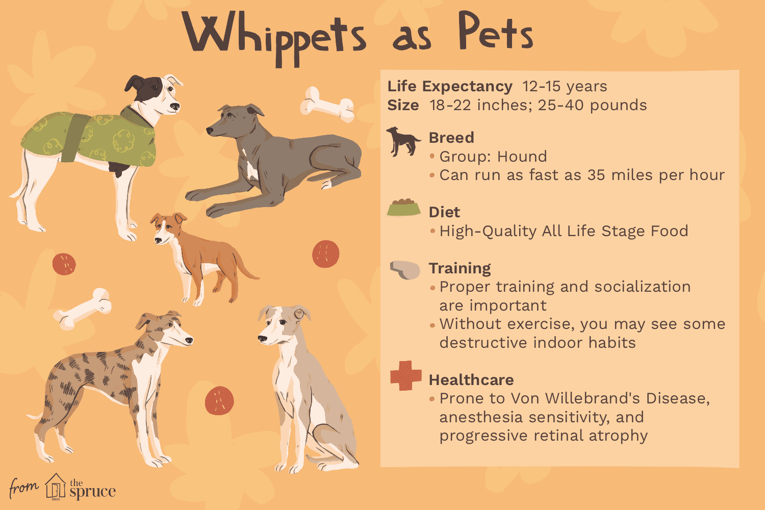 Whippets作为宠物的插图