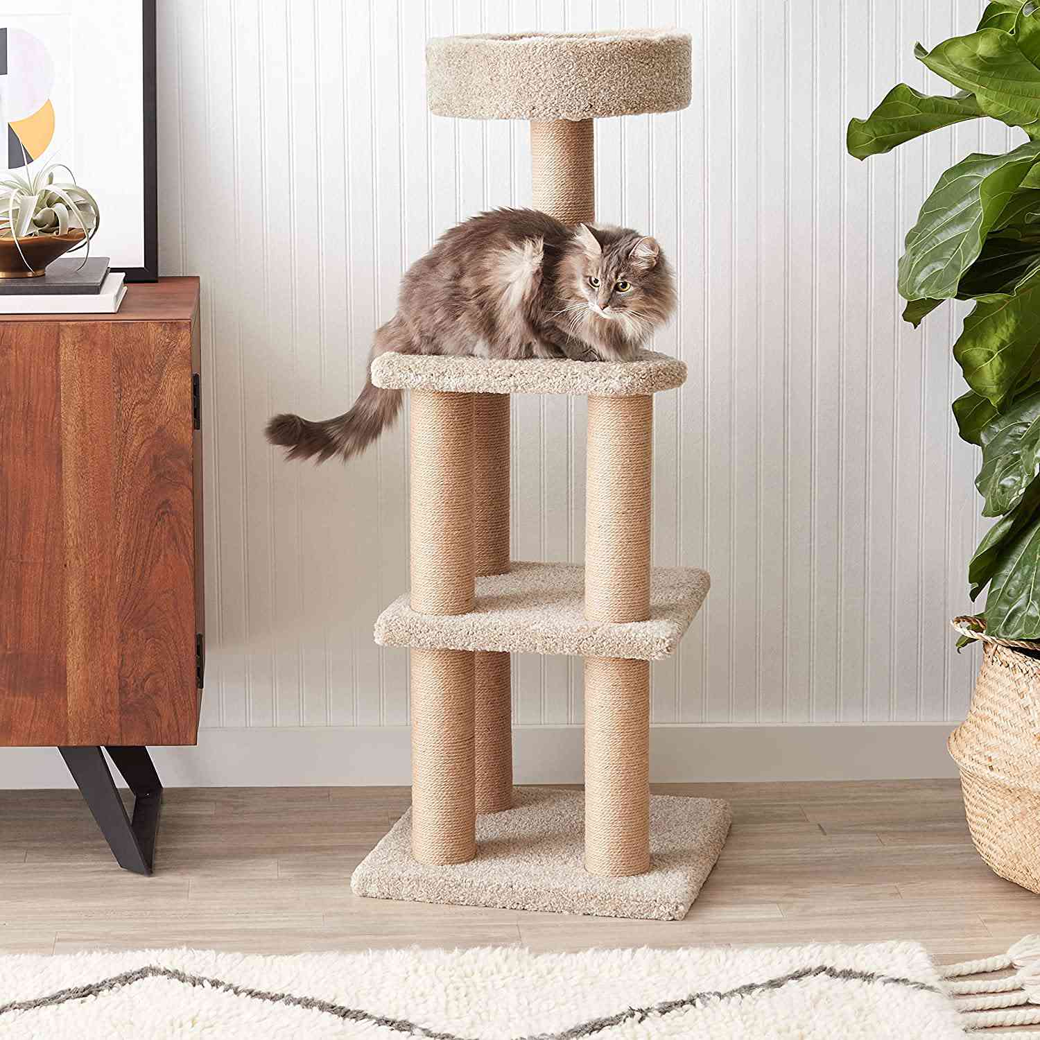 亚马逊基础猫活动树与抓挠Posts