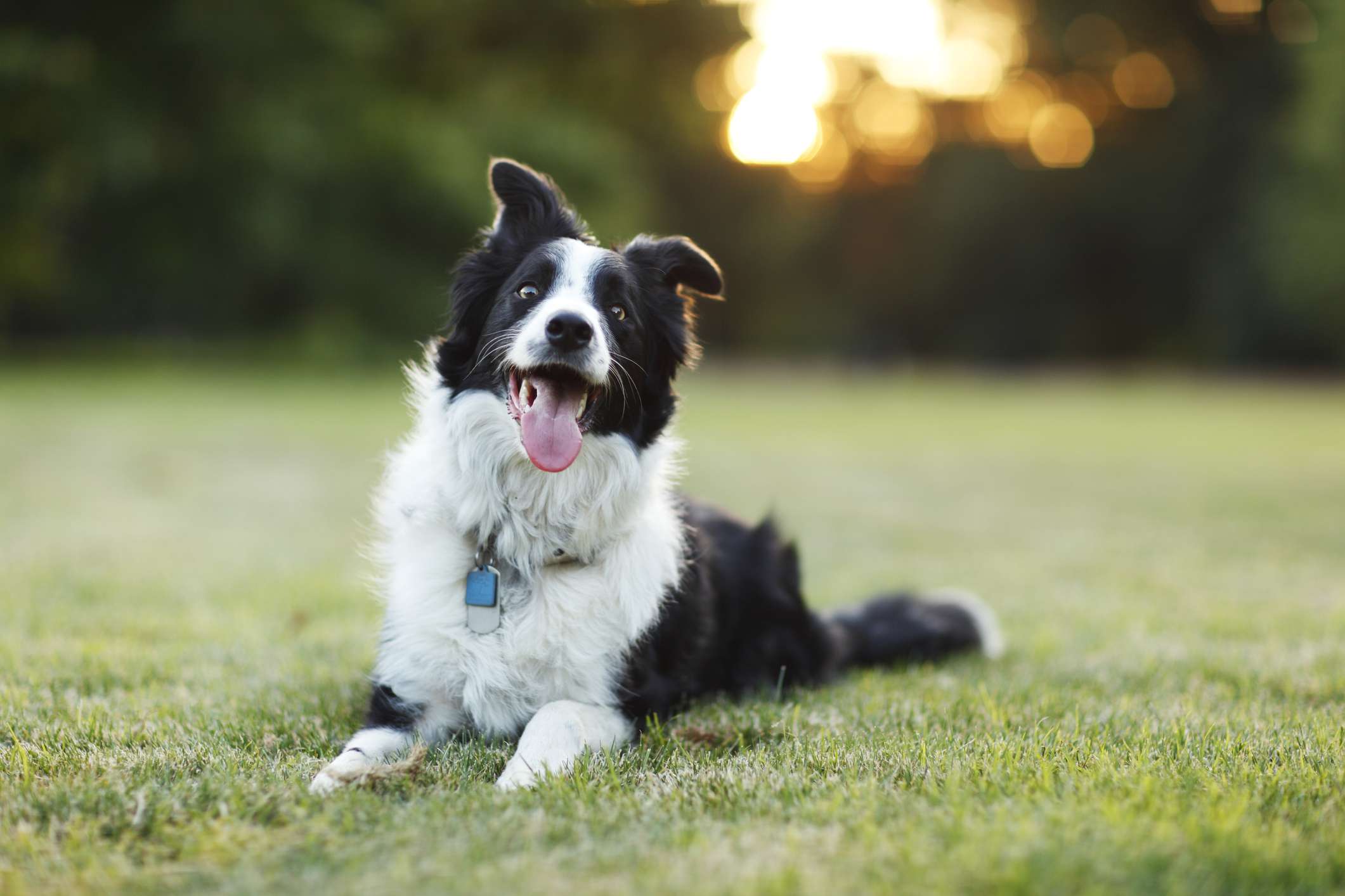 边境牧羊犬躺在草地上