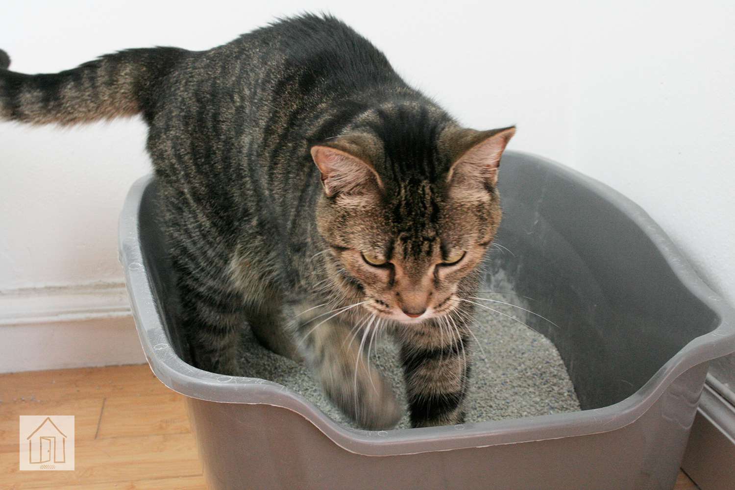 Purina整洁猫轻量级团块猫砂