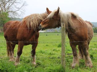 牧场上的两匹Percheron马
