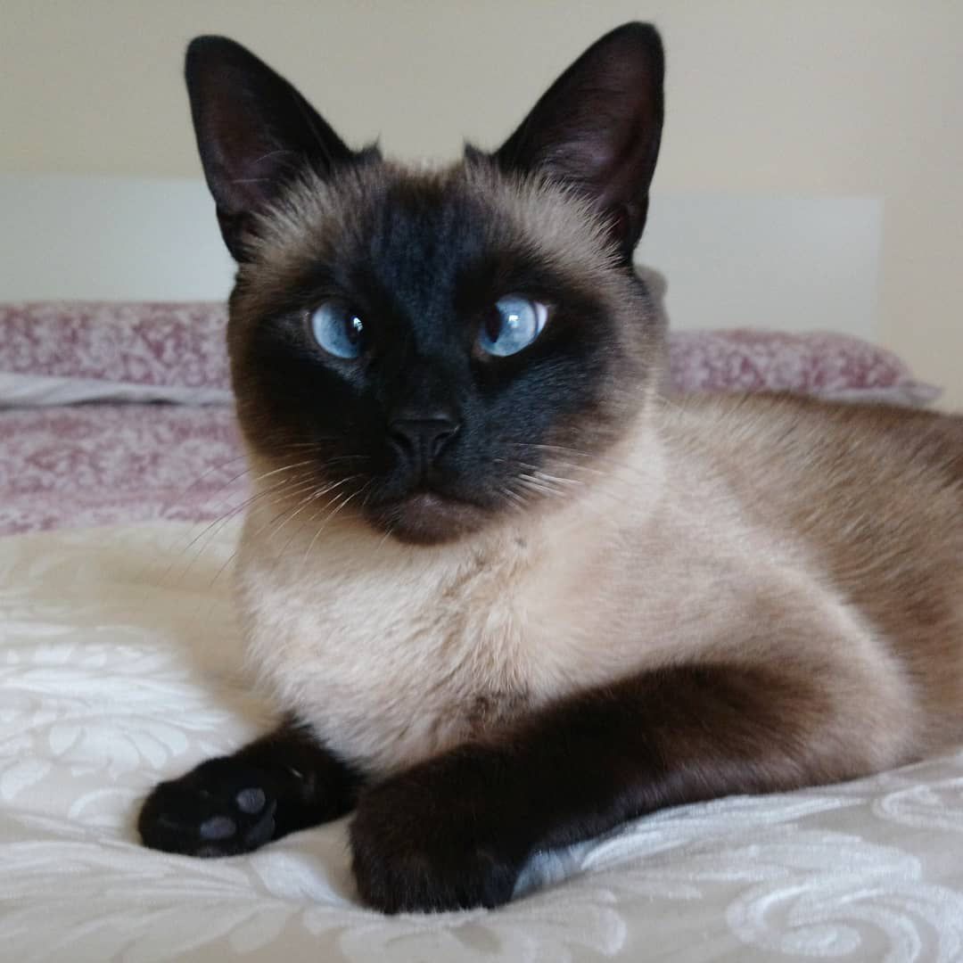 一个小猫看到了一双眼睛