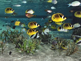 蝴蝶鱼在水族馆的珊瑚上游泳