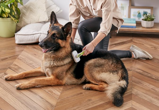 一个女人给一只德国牧羊犬刷牙