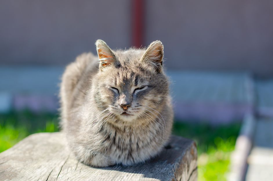 猫的腿