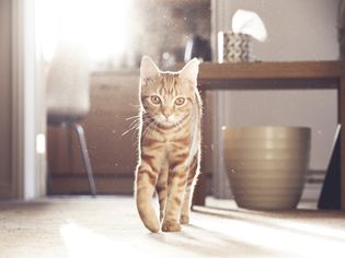 阳光下的生姜家猫