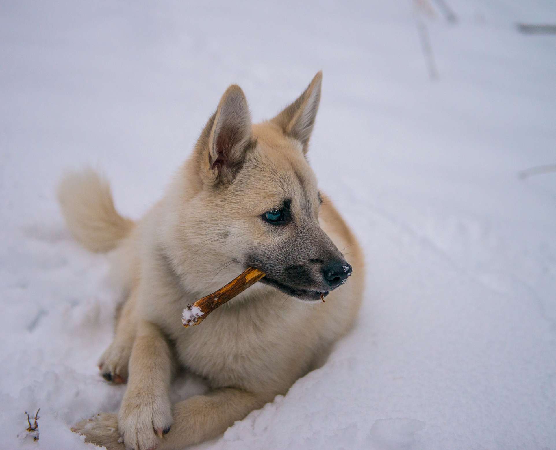 雪中的挪威布洪;挪威狗的名字