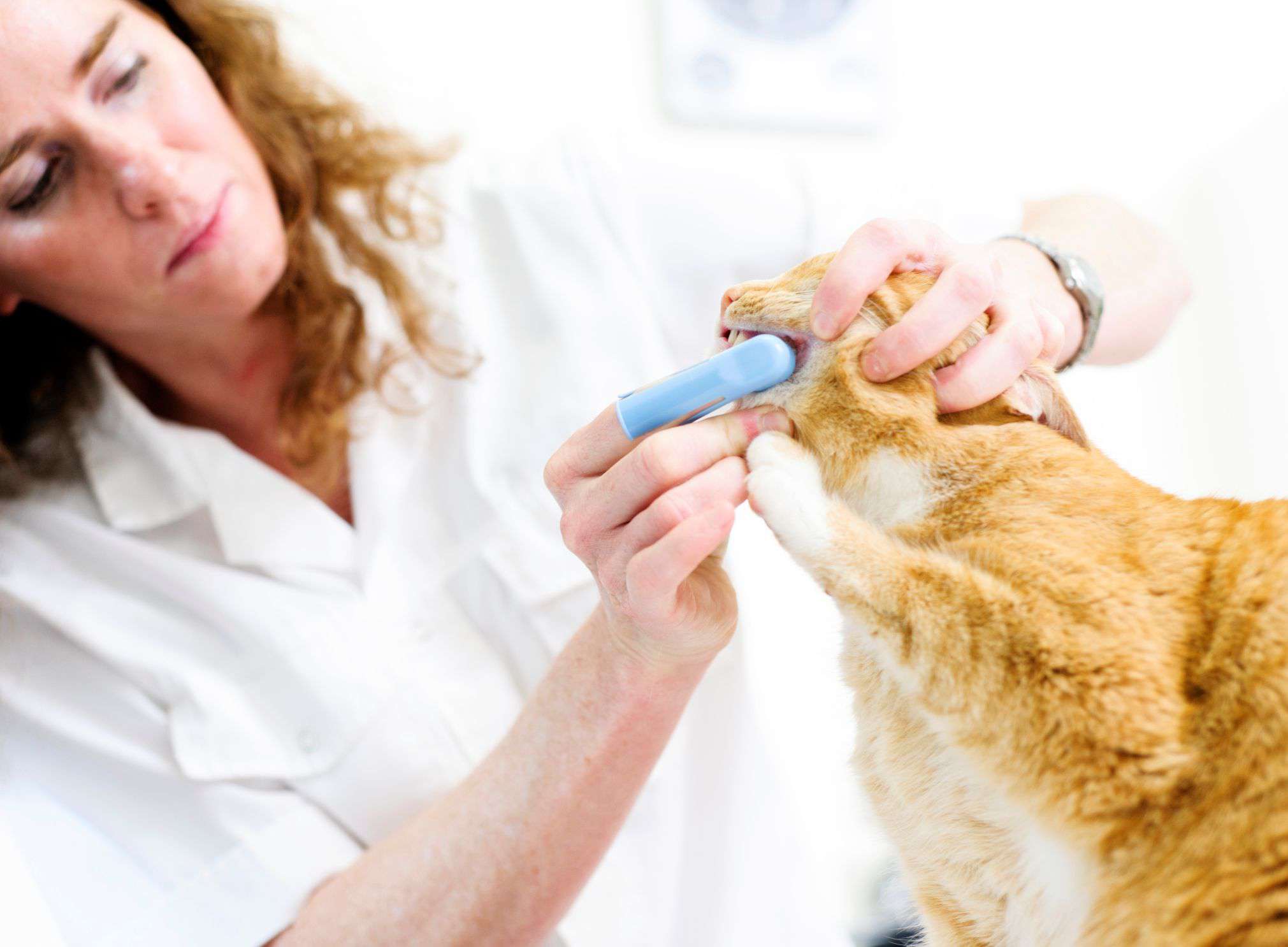 兽医正在清洗猫的牙齿。