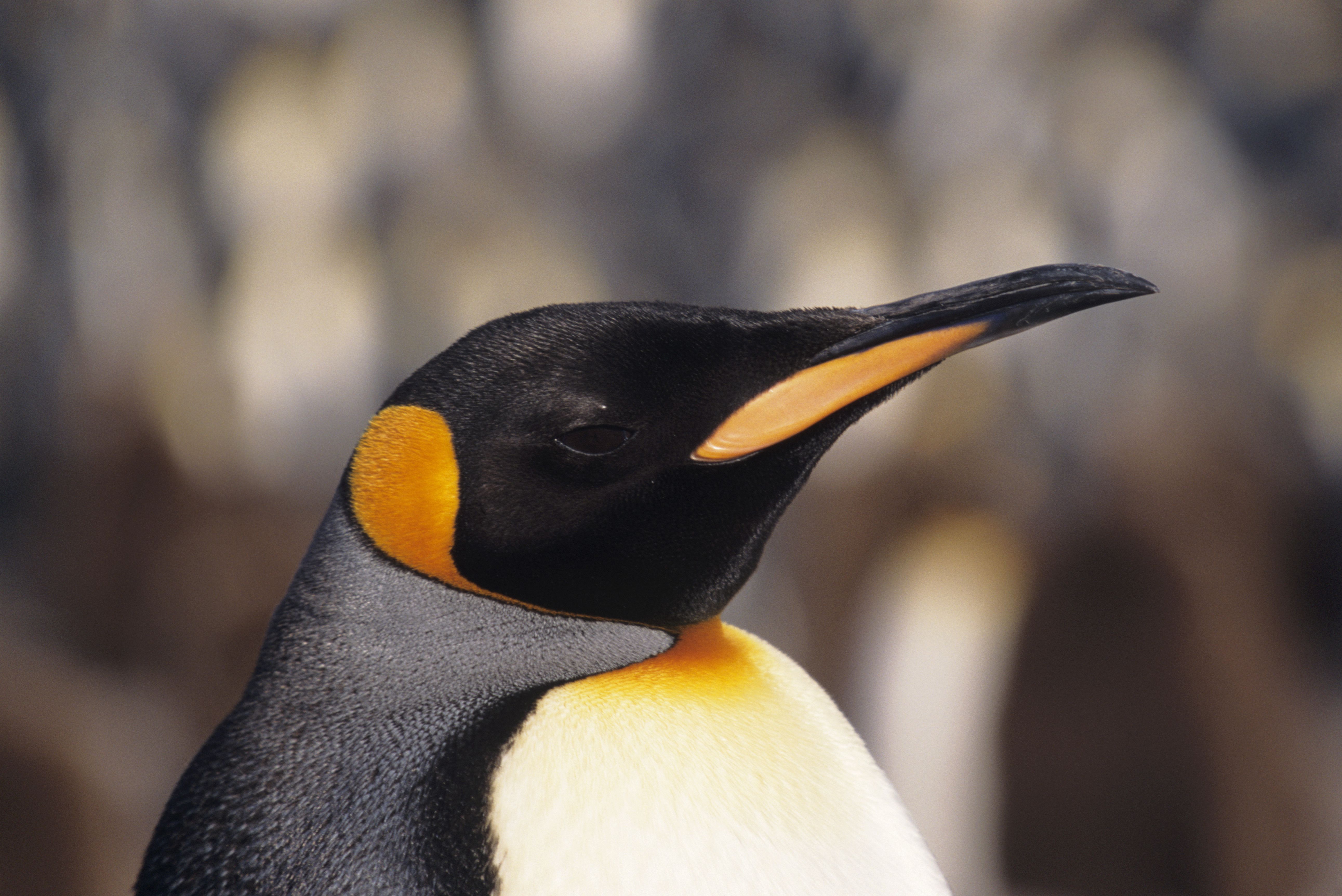帝企鹅(Aptenodytes patagonicus)，爆头