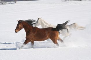 阳光下在雪地上奔跑的马