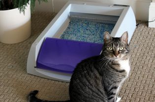PetSafe ScoopFree超自洁猫砂盆