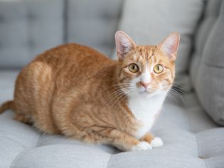 橙色和白色的猫躺在灰色的沙发上
