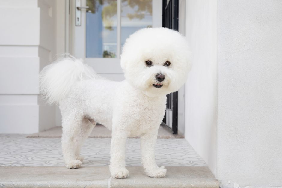 修剪整齐的白色比熊犬