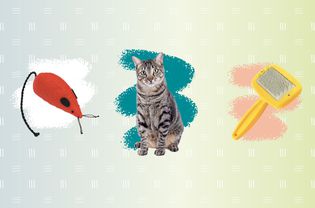 合成的猫玩具，猫和钢丝刷在渐变背景