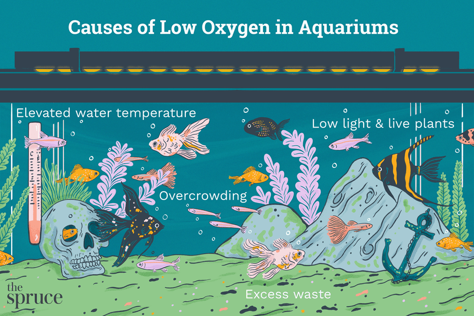 水族馆低氧的原因